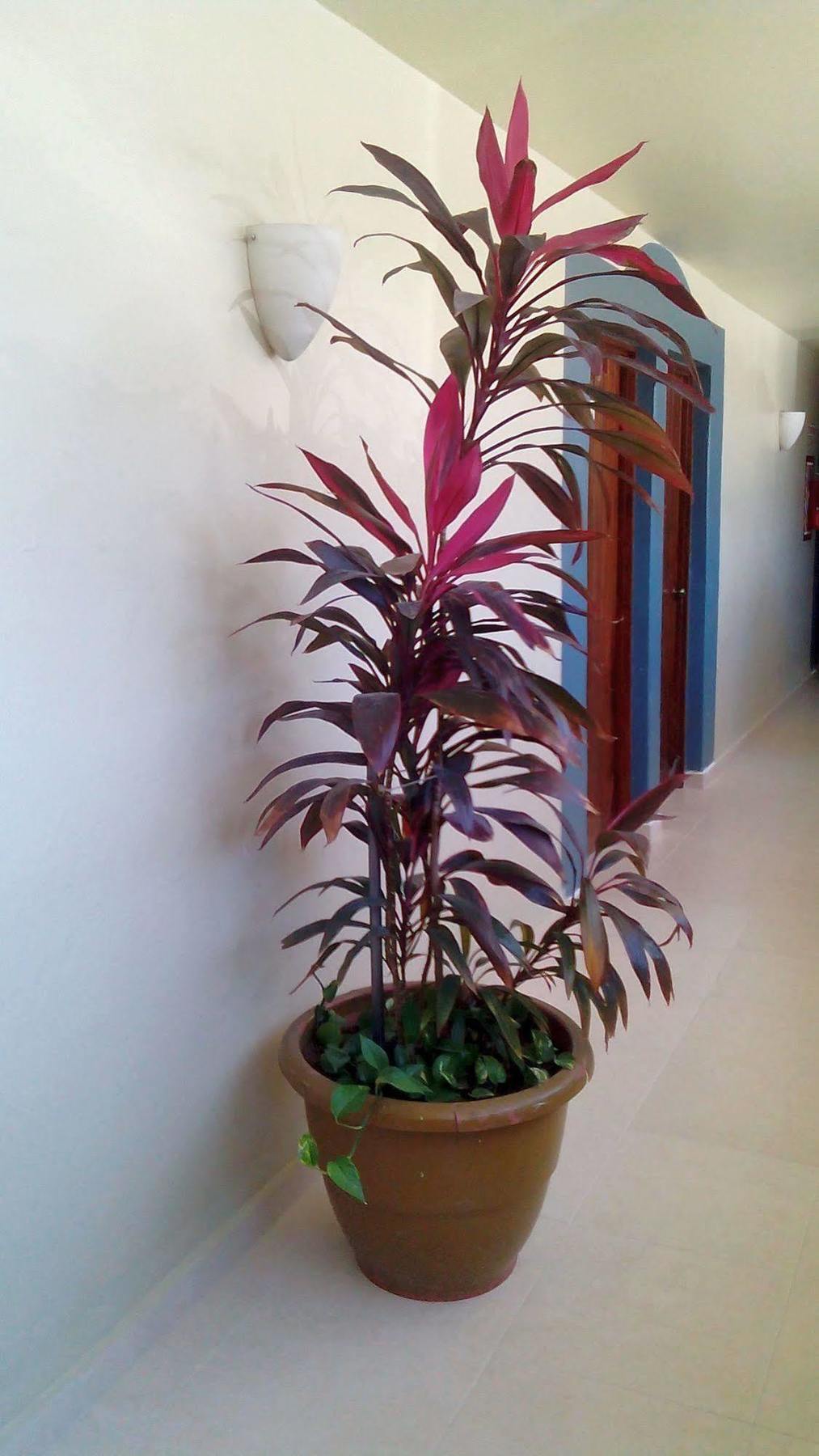 Hotel Mazatlan Luaran gambar